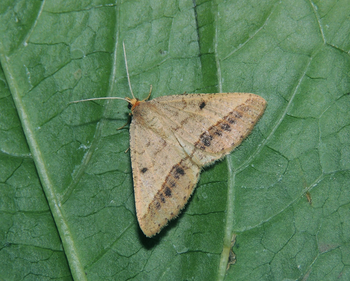 Isturgia arenacearia Geometridae